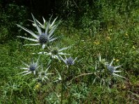 Eryngium bourgatii 11, Saxifraga-Ed Stikvoort : Poncebos - Cordiñanes de Valdeón s9900