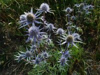 Eryngium bourgatii 12, Saxifraga-Ed Stikvoort : Poncebos - Cordiñanes de Valdeón s9900