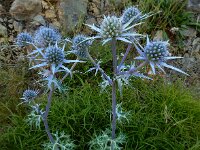Eryngium bourgatii 13, Saxifraga-Ed Stikvoort : Poncebos - Cordiñanes de Valdeón s9900