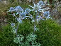 Eryngium bourgatii 6, Saxifraga-Ed Stikvoort : Poncebos - Cordiñanes de Valdeón s9900