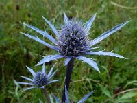 Eryngium bourgatii 7, Saxifraga-Ed Stikvoort : Poncebos - Cordiñanes de Valdeón s9900