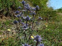 Eryngium bourgatii 8, Saxifraga-Ed Stikvoort : ZW van Cordiñanes de Valdeón s9900