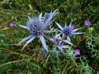 Eryngium bourgatii 9, Saxifraga-Ed Stikvoort : Poncebos - Cordiñanes de Valdeón s9900