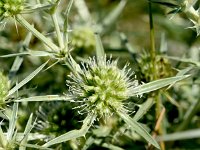 Eryngium campestre 53, Kruisdistel, Saxifraga-Sonja Bouwman