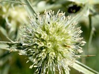 Eryngium campestre 54, Kruisdistel, Saxifraga-Sonja Bouwman