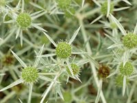 Eryngium campestre 55, Kruisdistel, Saxifraga-Tom Heijnen