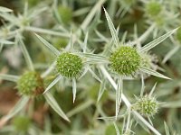 Eryngium campestre 56, Kruisdistel, Saxifraga-Tom Heijnen