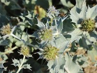 Eryngium maritimum 46, Blauwe zeedistel, Saxifraga-National Botanical Garden of Latvia