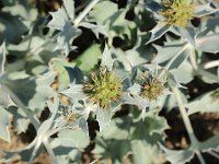 Eryngium maritimum 47, Blauwe zeedistel, Saxifraga-National Botanical Garden of Latvia