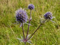 Eryngium planum 22, Saxifraga-Ed Stikvoort