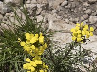 Erysimum cantabricum