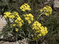 Erysimum cantabricum 4, Saxifraga-Willem van Kruijsbergen