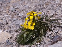 Erysimum cheiri 39, Muurbloem, Saxifraga-Luuk Vermeer