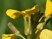 Erysimum cheiri 42, Muurbloem, Saxifraga-Sonja Bouwman