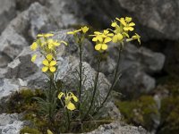 Erysimum mayorii