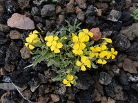 Erysimum pulchellum 2, Saxifraga-Ed Stikvoort