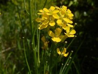 Erysimum virgatum 13, Stijve steenraket, Saxifraga-Ed Stikvoort