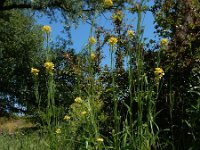 Erysimum virgatum 15, Stijve steenraket, Saxifraga-Ed Stikvoort