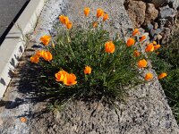 Eschscholzia californica 24, Slaapmutsje, Saxifraga-Ed Stikvoort