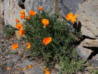 Eschscholzia californica 25, Slaapmutsje, Saxifraga-Ed Stikvoort