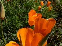 Eschscholzia californica 26, Slaapmutsje, Saxifraga-Ed Stikvoort