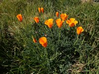 Eschscholzia californica 27, Slaapmutsje, Saxifraga-Ed Stikvoort