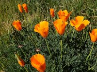 Eschscholzia californica 28, Slaapmutsje, Saxifraga-Ed Stikvoort