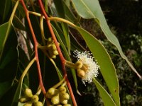 Eucalyptus camaldulensis