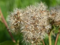 Eupatorium cannabinum 54, Koninginnekruid, Saxifraga-Sonja Bouwman