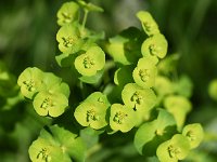 Euphorbia amygdaloides 14, Amandelwolfsmelk, Saxifraga-Sonja Bouwman  849. Amandelwolfsmelk - Euphorbia amygdaloides - Euphorbiaceae familie (i) Savelsbos (Rijckholt)