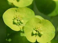 Euphorbia amygdaloides 15, Amandelwolfsmelk, Saxifraga-Sonja Bouwman  849. Amandelwolfsmelk - Euphorbia amygdaloides - Euphorbiaceae familie (i)