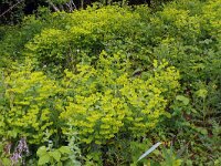 Euphorbia amygdaloides 18, Amandelwolfsmelk, Saxifraga-Hans Grotenhuis