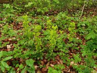 Euphorbia amygdaloides 20, Amandelwolfsmelk, Saxifraga-Hans Grotenhuis