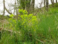 Euphorbia amygdaloides 24, Amandelwolfsmelk, Saxifraga-Hans Grotenhuis