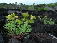 Euphorbia azorica