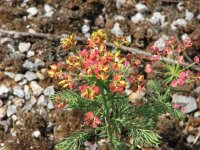 Euphorbia cyparissias 46, Cipreswolfsmelk, Saxifraga-Jasenka Topic