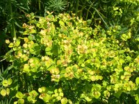 Euphorbia cyparissias 47, Cipreswolfsmelk, Saxifraga-Hans Grotenhuis