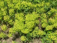Euphorbia cyparissias 48, Cipreswolfsmelk, Saxifraga-Hans Grotenhuis