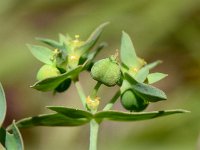 Euphorbia exigua 18, Kleine wolfsmelk, Saxifraga-Sonja Bouwman,  Kleine wolfsmelk - Euphorbia exigua - Euphorbiaceae familie; Kuttenberg (Bad Münstereifel)