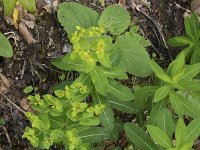 Euphorbia hyberna ssp hyberna 2, Saxifraga-Willem van Kruijsbergen