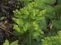 Euphorbia hyberna ssp hyberna 3, Saxifraga-Willem van Kruijsbergen