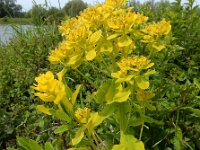 Euphorbia palustris 16, Moeraswolfsmelk, Saxifraga-Ed Stikvoort