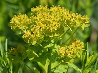 Euphorbia palustris 24, Moeraswolfsmelk, Saxifraga-Sonja Bouwman  720. Moeraswolfsmelk - Euphorbia palustris - Euphorbiaceae familie (i)