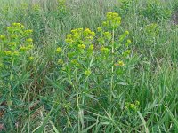 Euphorbia palustris 27, Moeraswolfsmelk, Saxifraga-Hans Grotenhuis