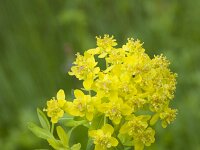 Euphorbia palustris 29, Moeraswolfsmelk, Saxifraga-Jan Nijendijk
