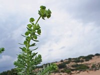 Euphorbia paralias 11, Zeewolfsmelk, Saxifraga-Jeroen Willemsen