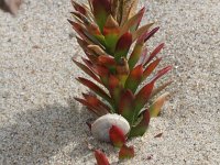 Euphorbia paralias 23, Zeewolfsmelk, Saxifraga-Rutger Barendse