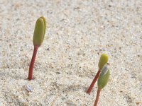 Euphorbia paralias 24, Zeewolfsmelk, Saxifraga-Rutger Barendse