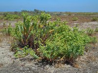 Euphorbia paralias 36, Zeewolfsmelk, Saxifraga-Ed Stikvoort