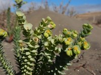 Euphorbia paralias 48, Zeewolfsmelk, Saxifraga-Ed Stikvoort